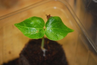 Flschenbaum 001yy.jpg