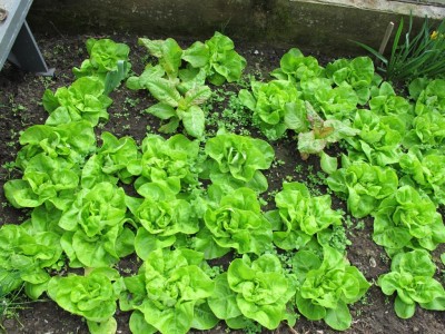 Kopfsalat.JPG