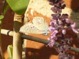 P1000644.JPG