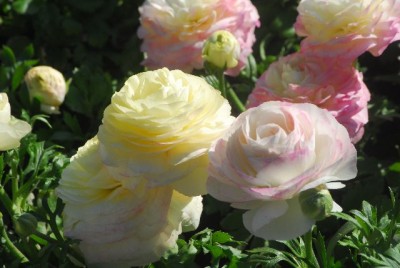Fruehling 067yy.jpg