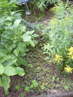 Hornfrüchtiger Sauerklee Blüte gelb - Oxalis corniculata.JPG