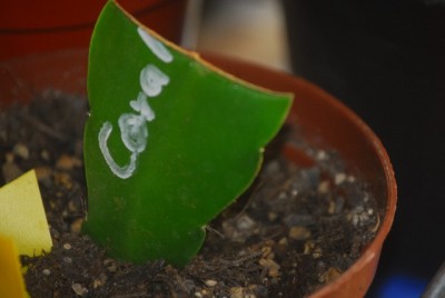 Epiphyllum 013yy.jpg