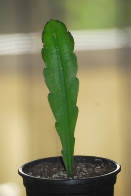 Epiphyllum 012yy.jpg