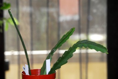 Epiphyllum 010yy.jpg