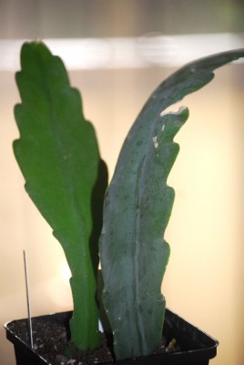 Epiphyllum 009yy.jpg