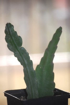 Epiphyllum 007yy.jpg