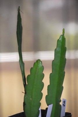 Epiphyllum 006yy.jpg