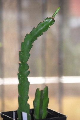 Epiphyllum 005yy.jpg