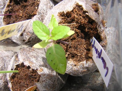DSCN4668.JPG