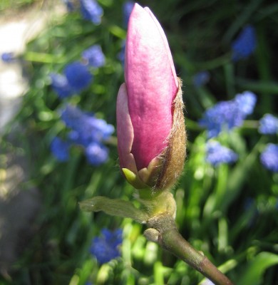 IMG_9283.JPG