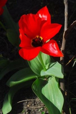 Fruehling 033yy.jpg