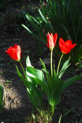Fruehling 031yy.jpg