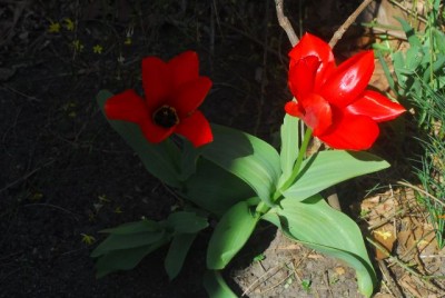 Fruehling 032yy.jpg