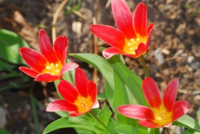 Fruehling 012yy.jpg
