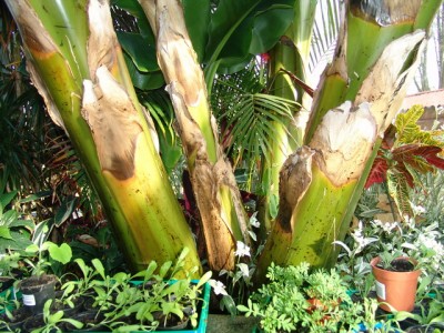 2011-04-07-Banane4.JPG