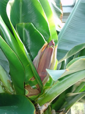 2011-04-07-Banane3.JPG