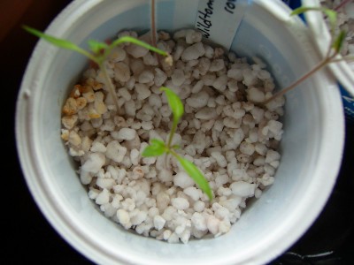 Größenänderung 100D2324.JPG