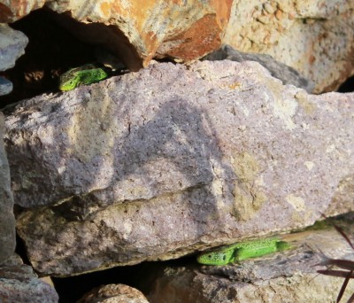 IMG_0512 - Kopie.JPG