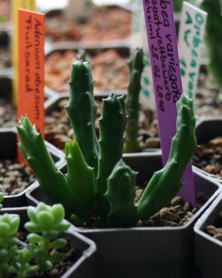 IMG00007.JPG
