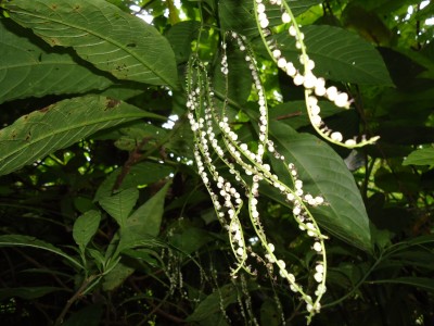 RUBIACEAE vermutlich, DSC02724.JPG