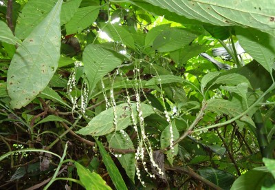 RUBIACEAE vermutlich, DSC02723.JPG