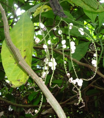RUBIACEAE vermutlich, DSC02722.JPG