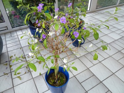 k-Solanum (4).JPG