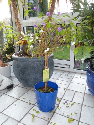 k-Solanum (2).JPG