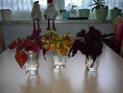 DSC00013.JPG