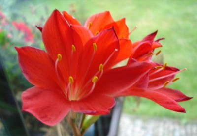 Van-Blume2.jpg