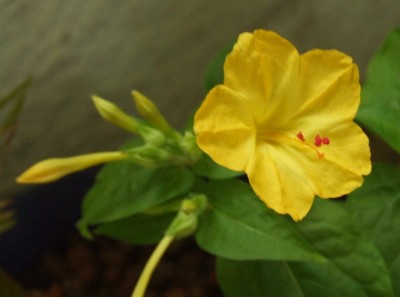DSCF0425.JPG
