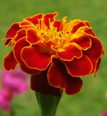DSCF0375.JPG