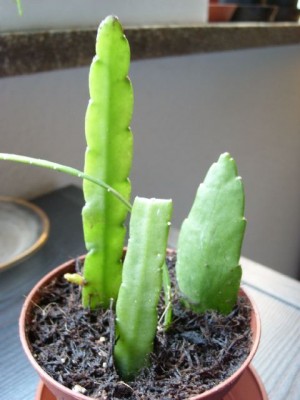 L. bolivianum.jpg