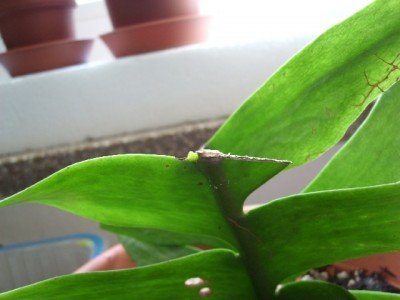 E. chrysocardium.jpg
