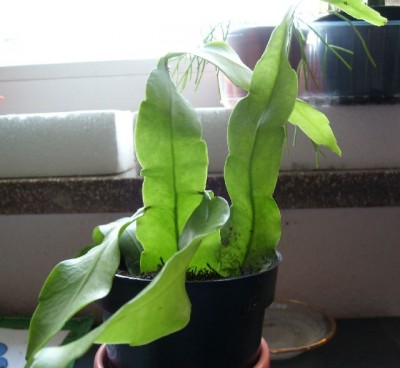 E.oxy.jpg