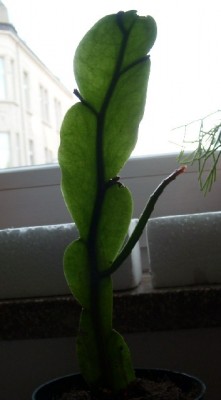 E. oxypetalum.jpg