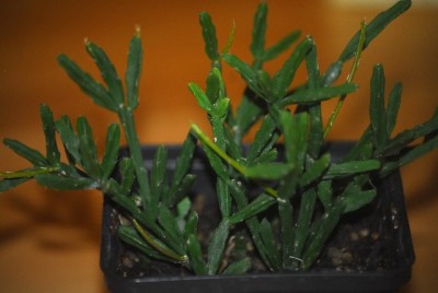 Rhipsalis 004yy.jpg