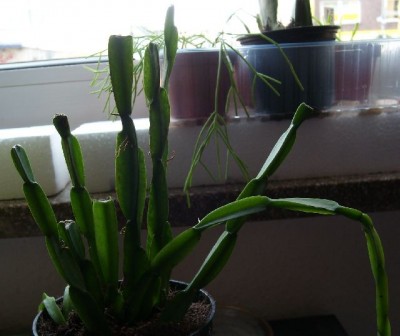 R. paradoxa50KB.jpg