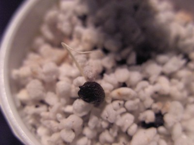 Erste gekeimte Passi edulis f.f..JPG