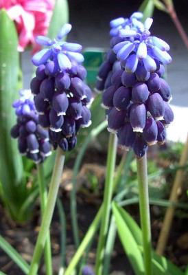 Muscari neglectum0204.jpg