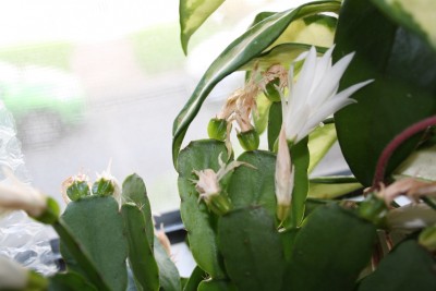 schwanger 2011-04-10.jpg