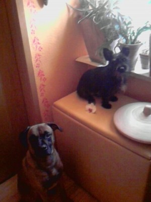 Flash und Frieda.JPG