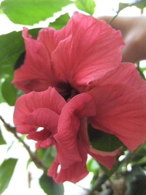 roter Hibi Obinensis 10. 4. 2011.JPG