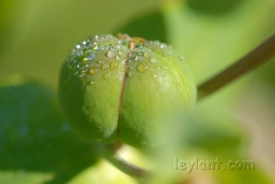 zomer07h-104.jpg