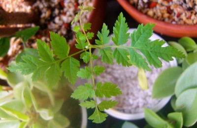 Größenänderung 100D2400.JPG