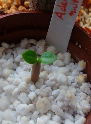 Größenänderung 100D2402.jpg