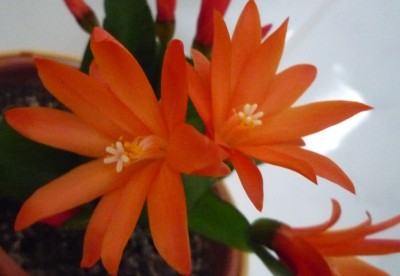 Blüten Hatiora.JPG