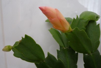 Schlumbergera feiert Ostern.JPG