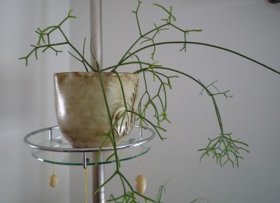 R.cereuscula.JPG