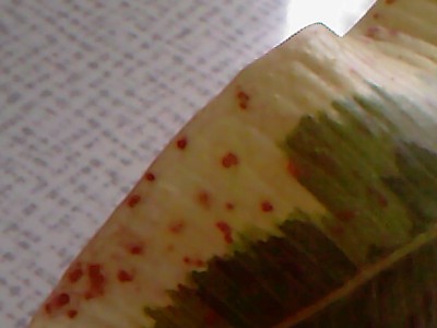 Foto-0030.jpg
